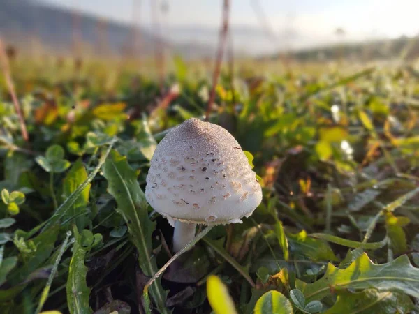 Pilz Auf Dem Feld Hintergrund Auf Der Wiese Slowakei — Stockfoto