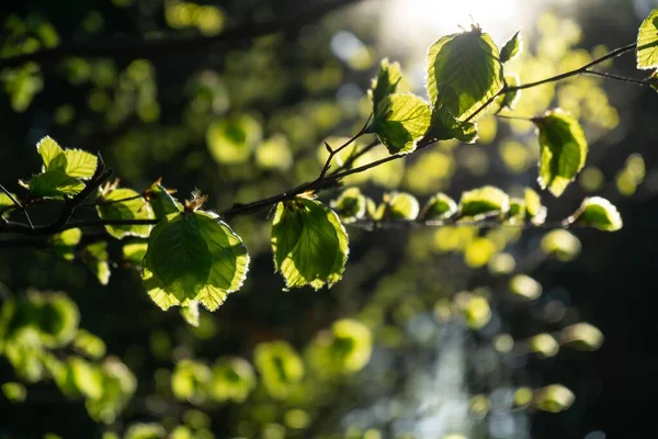 Přírodní Zelené Pozadí Zelených Listů — Stock fotografie