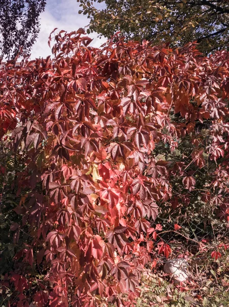 背景下秋叶特写 — 图库照片