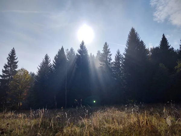 Herbstbäume Wald Slowakei — Stockfoto