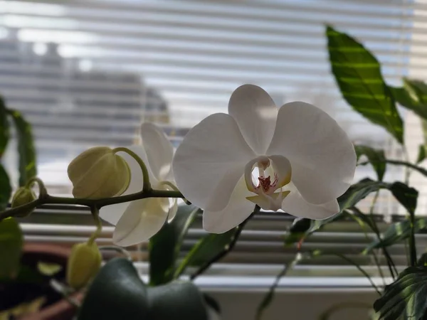 Beautiful White Orchids Window — Stock fotografie