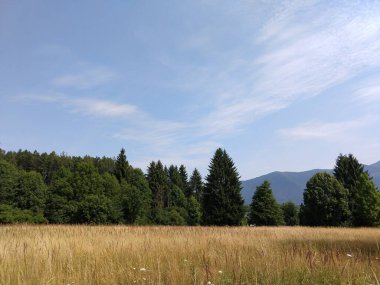 Slovakya 'da ormandaki köknar ağaçları