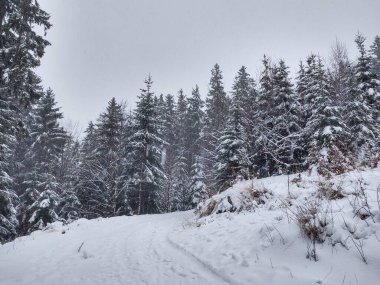 Derin kış boyunca kar altında ağaçlar. Slovakya