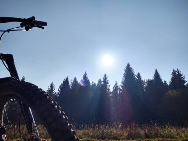 Güneşli bir günde ormanda ağaçlar. Slovakya