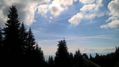 Güneşli bir günde ormanda sihirli ağaçlar. Slovakya