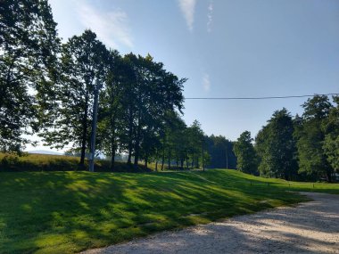 Gündüz vakti ormanda yeşil ağaçlar.