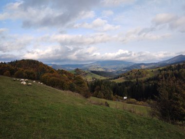Ağaçlı çayır ve koyunlu dağlara bakan manzara. Slovakya