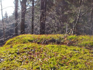 Ormandaki ağaçlar ve patikalar. Slovakya