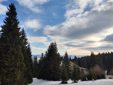 Güneşli bir günde ormanda sihirli ağaçlar. Slovakya