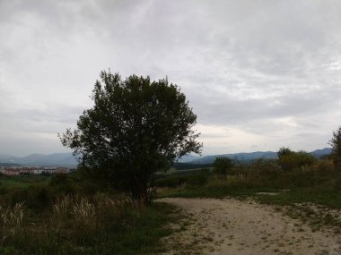 Ağaçlı yeşil çayır ve arka planda dağ