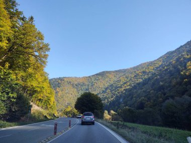 Güneşli bir günde ormanda ve yolda ağaçlar