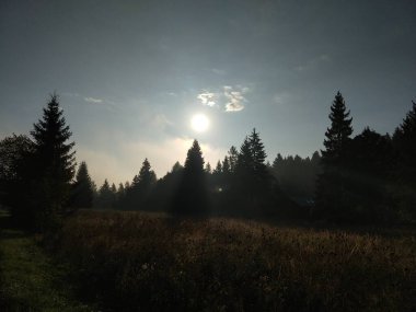 Ormanda sonbahar ağaçları, Slovakya