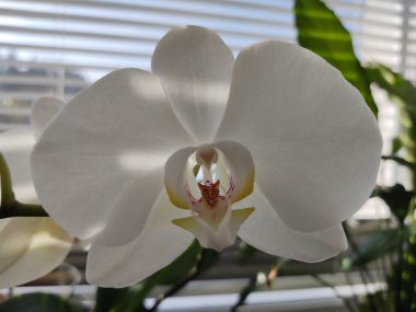 Güzel botanik fotoğrafı, doğal duvar kağıdı.