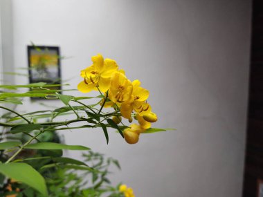 Beyaz limon ağacı çiçeklerine ayrıntı verirsen polen olur. Slovakya