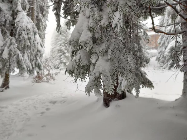 Bomen Sneeuw Tijdens Diepe Winter Slowakije — Stockfoto