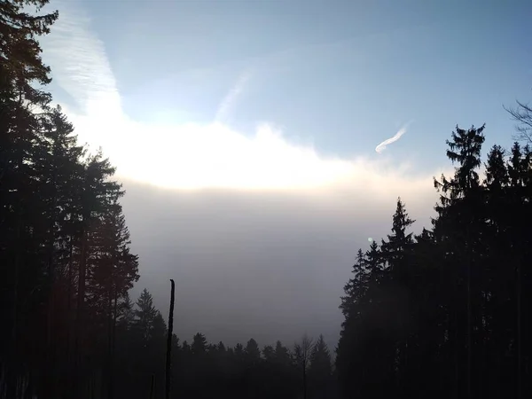 Arbres Dans Forêt Pendant Journée Ensoleillée Slovaquie — Photo