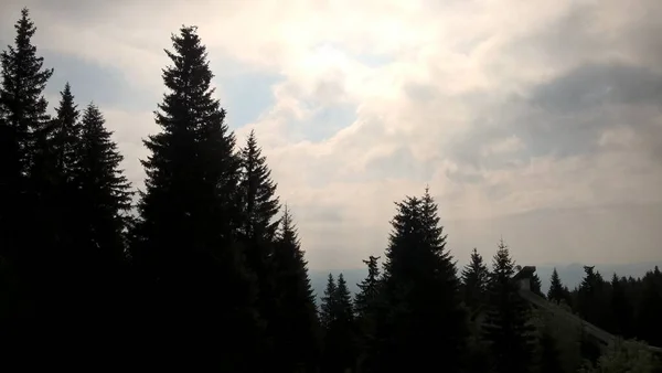 Magic trees  in the forest during sunny day. Slovakia