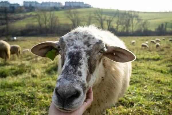 Veld Met Schapen Slowakije Het Voorjaar — Stockfoto