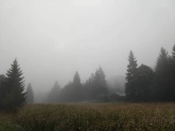 Tannen Wald Slowakei — Stockfoto