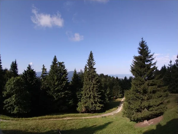 Ялинові Дерева Лісі Словаччина — стокове фото