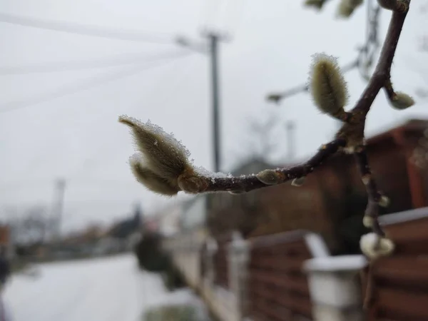 Nature Hivernale Couverte Neige — Photo