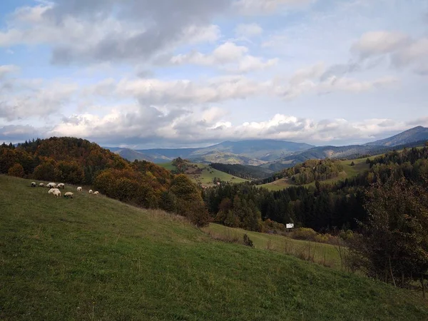 Meadow Trees Views Mountains Sheep Slovakia — Stock Photo, Image