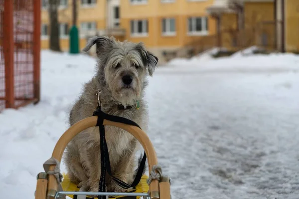Χαριτωμένο Σκυλί Στο Δρόμο Την Ημέρα Του Χειμώνα — Φωτογραφία Αρχείου