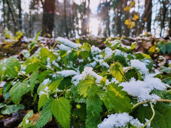 Träd Skogen Soliga Dagar Slovakien — Stockfoto