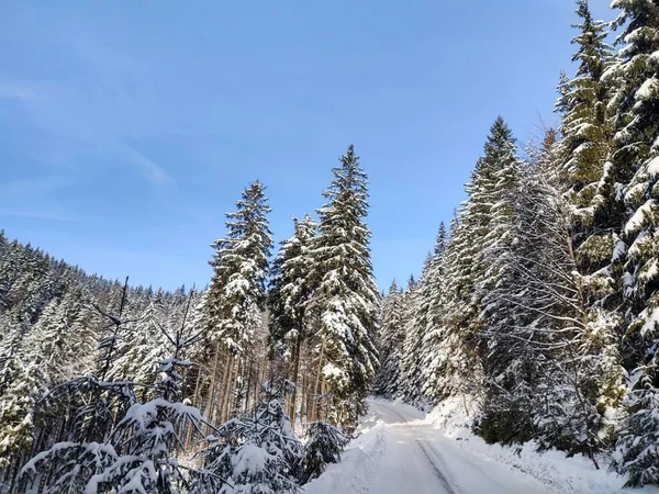 Bäume Schnee Tiefen Winter Slowakei — Stockfoto