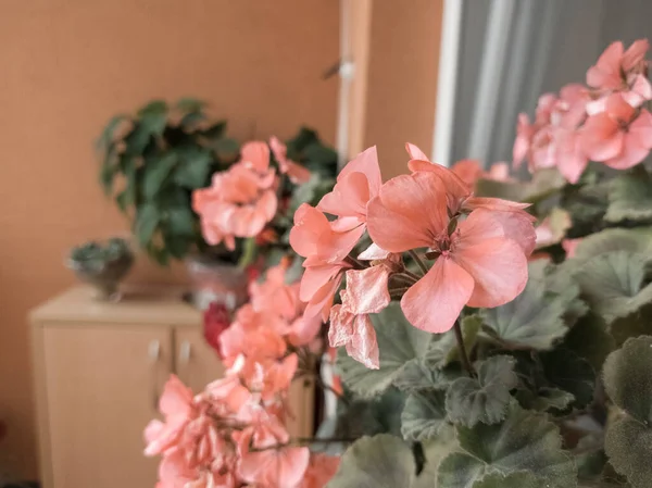 Vacker Blomma Dekoration För Alla Hjärtans Dag — Stockfoto