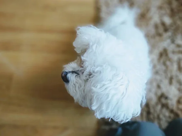 Portrait Petit Chien Blanc Maison — Photo