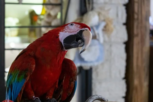 Beautiful Macaw Bird Background — Stock Photo, Image