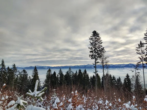 Träd Snö Djupa Vintern Slovakien — Stockfoto