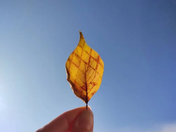 배경에 나뭇잎을 — 스톡 사진