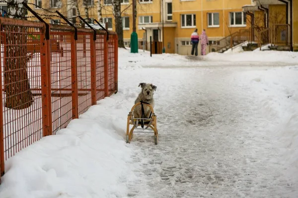 Милая Собака Улице Зимний День — стоковое фото