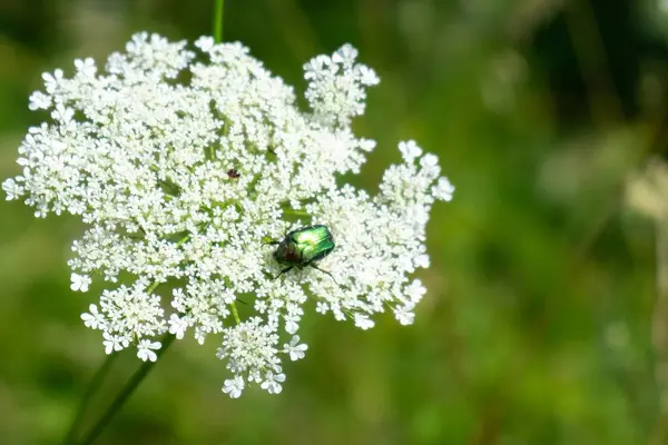 Bug Sentado Flor Branca Florescendo — Fotografia de Stock