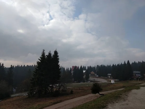 Alberi Magici Nella Foresta Durante Giornata Sole Slovacchia — Foto Stock