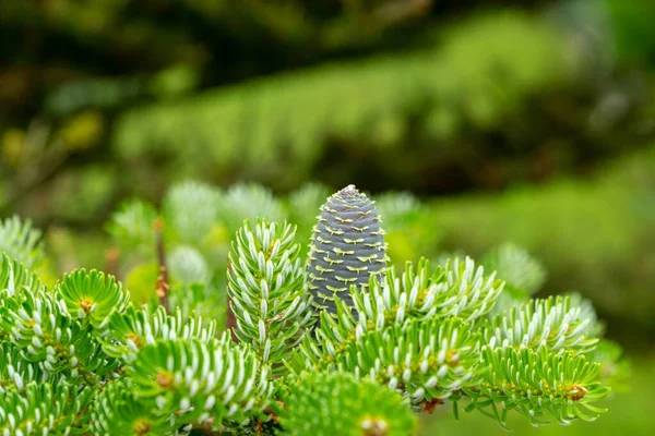 Pine Tree Branches Needles Cones Natural Wallpaper — Stock Photo, Image