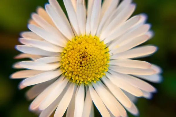 Blommande Blomma Naturen Bakgrund Närbild — Stockfoto