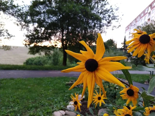 Żółte Kwiaty Ogrodzie Tle Zbliżenie — Zdjęcie stockowe