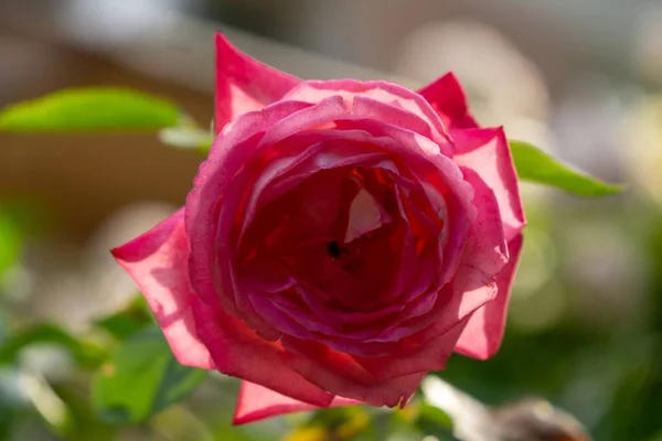 Gyönyörű Rózsaszín Rózsa Szlovákiában Háttérben Közelről — Stock Fotó