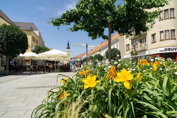 Vackra Blommor Närbild Skott — Stockfoto