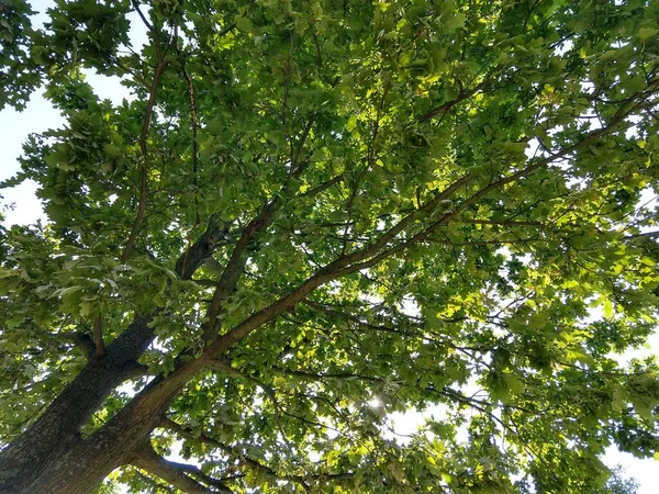 Grüne Bäume Wald Tagsüber Erschossen — Stockfoto
