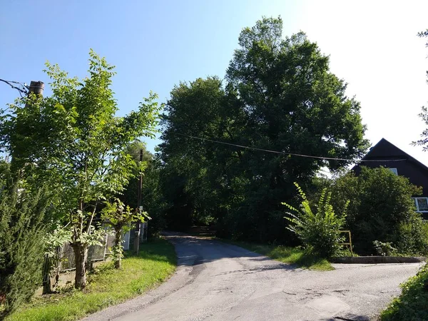 Alberi Sentieri Nella Foresta Slovacchia — Foto Stock