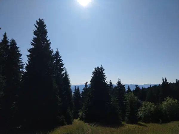 Slovakya Ormandaki Köknar Ağaçları — Stok fotoğraf