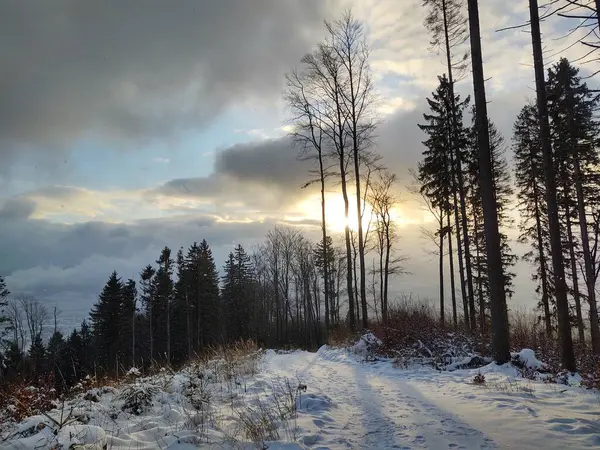 Árvores Neve Durante Inverno Profundo Eslováquia — Fotografia de Stock