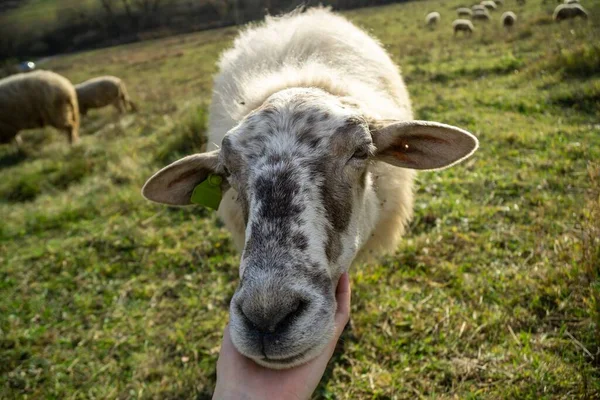 Field Sheep Slovakia Spring — Stock Photo, Image