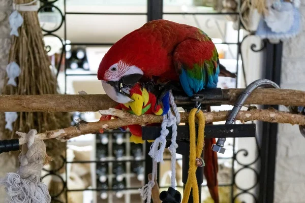 Prachtige Ara Vogel Achtergrond — Stockfoto