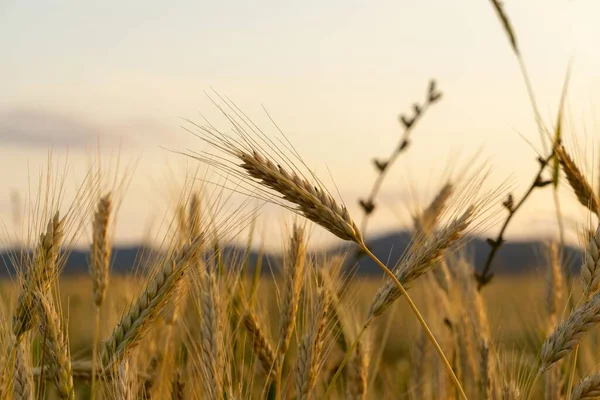 Красивый Вид Пшеничное Поле Закате — стоковое фото