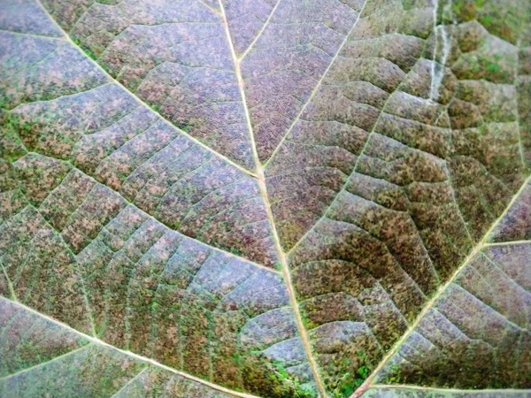 Close Shot Plant Leaf Texture — Stock Photo, Image